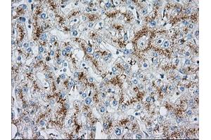 Immunohistochemistry (IHC) image for anti-Mitochondrial Translational Release Factor 1-Like (MTRF1L) antibody (ABIN1498695) (MTRF1L Antikörper)