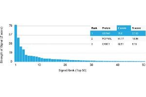 Analysis of Protein Array containing more than 19,000 full-length human proteins using Glutathione S-Transferase Mu1 (GSTM1) Mouse Monoclonal Antibody (CPTC-GSTMu1-3). (GSTM1 Antikörper)