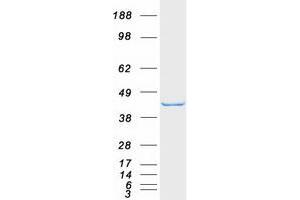 Western Blotting (WB) image for SH3-Domain GRB2-Like Endophilin B1 (SH3GLB1) protein (Myc-DYKDDDDK Tag) (ABIN2720174)