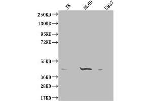 Western Blot Positive WB detected in: K562 whole cell lysate, HepG2 whole cell lysate, HEK293 whole cell lysate, Rat lung tissue All lanes: OXER1 antibody at 2 μg/mL Secondary Goat polyclonal to rabbit IgG at 1/50000 dilution Predicted band size: 46 kDa Observed band size: 46 kDa (OXER1 Antikörper  (AA 1-97))