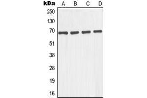 Western blot analysis of GNL1 expression in A431 (A), K562 (B), JAR (C), COLO205 (D) whole cell lysates. (GNL1 Antikörper  (N-Term))