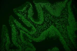 IF analysis of hnRNP D/AUF1/HNRNPD using anti-hnRNP D/AUF1/HNRNPD antibody (ABIN7602592). (HNRNPD/AUF1 Antikörper  (AA 88-246))