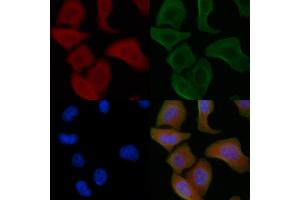 ABIN6259791 and ABIN6266850 staining Hela cells by IF/ICC. (ADCK1 Antikörper  (Internal Region))