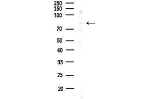 anti-MAP/microtubule Affinity-Regulating Kinase 4 (MARK4) (Internal Region) antibody
