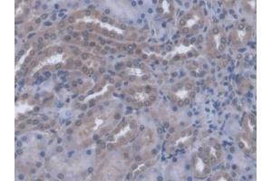IHC-P analysis of Rat Kidney Tissue, with DAB staining. (A4GALT Antikörper  (AA 23-288))