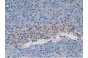 IHC-P analysis of Human Pancreas Tissue, with DAB staining. (Gastrokine 1 Antikörper  (AA 22-199))
