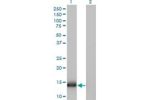 Western Blot analysis of IFITM1 expression in transfected 293T cell line by IFITM1 monoclonal antibody (M01), clone 1F8. (IFITM1 Antikörper  (AA 1-125))