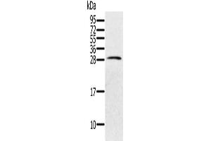 Gel: 12 % SDS-PAGE, Lysate: 40 μg, Lane: Human testis tissue, Primary antibody: ABIN7130619(PILRB Antibody) at dilution 1/200, Secondary antibody: Goat anti rabbit IgG at 1/8000 dilution, Exposure time: 40 seconds (PILRB Antikörper)