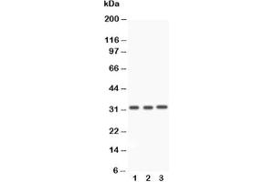 Western blot testing of Caspase-3 antibody and Lane 1:  rat liver;  2: rat thymus;  3: SMMC-7721 (Caspase 3 Antikörper  (AA 67-175))