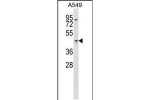 Western blot analysis in A549 cell line lysates (35ug/lane). (Tropomodulin 1 Antikörper  (AA 170-198))