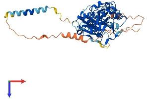 CD15 Protein (AA 1-433) (His tag)