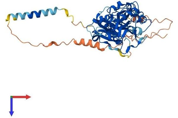 CD15 Protein (AA 1-433) (His tag)