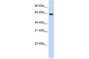RNF6 antibody (20R-1156) used at 0. (RNF6 Antikörper  (N-Term))