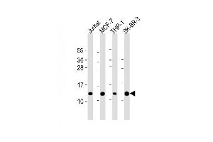 All lanes : Anti-RPS27 Antibody (N-Term) at 1:2000 dilution Lane 1: Jurkat whole cell lysate Lane 2: MCF-7 whole cell lysate Lane 3: THP-1 whole cell lysate Lane 4: SK-BR-3 whole cell lysate Lysates/proteins at 20 μg per lane. (RPS27 Antikörper  (AA 5-37))