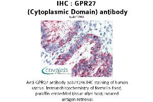 Image no. 2 for anti-G Protein-Coupled Receptor 27 (GPR27) (3rd Cytoplasmic Domain) antibody (ABIN1735039) (GPR27 Antikörper  (3rd Cytoplasmic Domain))