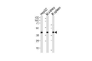 Western blot analysis of lysates from HepG2 cell line and mouse kidney, rat spleen tissue lysates(from left to right), using ACADL Antibody (N-term) (ABIN657058 and ABIN2846224). (ACADL Antikörper  (N-Term))
