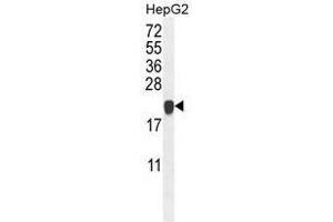 ATP5H Antibody (Center) western blot analysis in HepG2 cell line lysates (35µg/lane). (ATP Synthase Subunit D (AA 75-105), (Middle Region), (Subunit D) Antikörper)