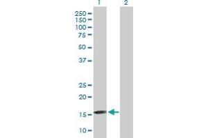 Western Blot analysis of FGF1 expression in transfected 293T cell line by FGF1 MaxPab polyclonal antibody. (FGF1 Antikörper  (AA 1-155))