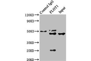 Western Blotting (WB) image for anti-Flotillin 1 (FLOT1) (AA 169-251) antibody (ABIN7152965)