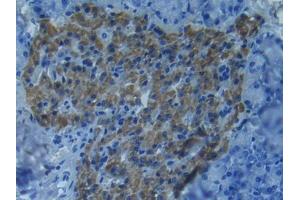 IHC-P analysis of Mouse Pancreas Tissue, with DAB staining. (MMP 9 Antikörper  (AA 225-390))