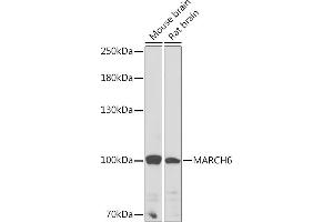 Western blot analysis of extracts of various cell lines, using M Rabbit pAb (ABIN7268468) at 1:1000 dilution. (MARCH6 Antikörper  (AA 10-80))