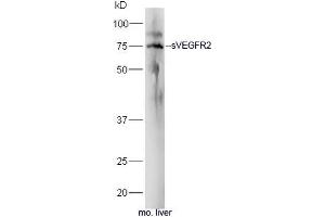 Mouse liver lysates probed with Rabbit Anti-sVEGFR2 Polyclonal Antibody, Unconjugated (ABIN677393) at 1:300 overnight at 4˚C. (VEGFR2/CD309 Antikörper  (AA 601-678))
