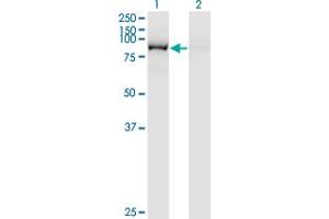 Western Blotting (WB) image for anti-Glutaminyl-tRNA Synthetase (QARS) (AA 677-776) antibody (ABIN598566) (QARS Antikörper  (AA 677-776))