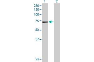 Western Blot analysis of CDC6 expression in transfected 293T cell line by CDC6 MaxPab polyclonal antibody. (CDC6 Antikörper  (AA 1-560))