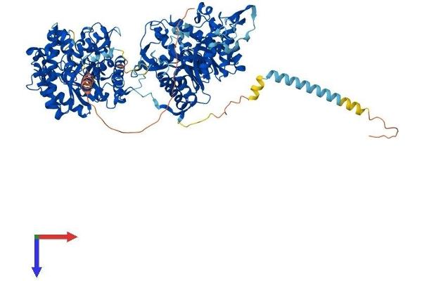 Klotho beta Protein (KLB) (AA 1-1044) (His tag)