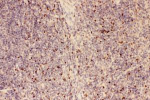 Anti-FOXP3 Picoband antibody,  IHC(P): Mouse Spleen Tissue