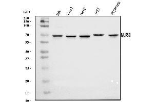 Western blot analysis of NUP58 using anti-NUP58 antibody (ABIN7600785).