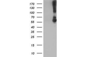 Western Blotting (WB) image for anti-Potassium Inwardly-Rectifying Channel, Subfamily J, Member 3 (KCNJ3) (AA 279-501) antibody (ABIN1491309) (KCNJ3 Antikörper  (AA 279-501))