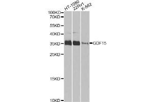 Western blot analysis of extracts of various cell lines, using GDF15 Antibody. (GDF15 Antikörper)