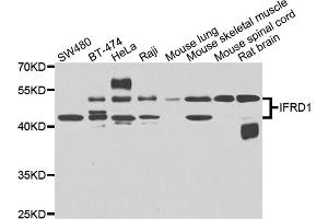 Western blot analysis of extracts of various cell lines, using IFRD1 antibody (ABIN4904013) at 1:1000 dilution. (IFRD1 Antikörper)