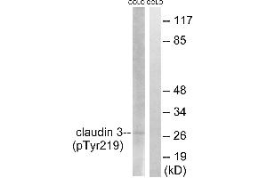 Western blot analysis of extracts from COLO cells, treated with EGF (200ng/ml, 30mins), using Claudin 3 (Phospho-Tyr219) antibody. (Claudin 3 Antikörper  (pTyr219))