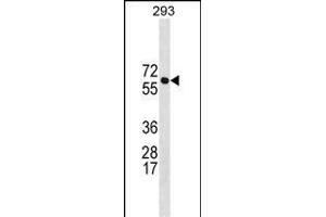 BR Antibody (N-term) 19664a western blot analysis in 293 cell line lysates (35 μg/lane).