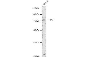 Western blot analysis of extracts of HepG2 cells, using TBX3 antibody (ABIN1682975, ABIN3018605, ABIN3018606 and ABIN6220511) at 1:1000 dilution. (TBX3 Antikörper  (AA 246-385))