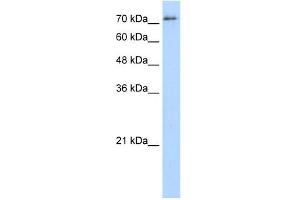 SFPQ antibody used at 5 ug/ml to detect target protein. (SFPQ Antikörper)