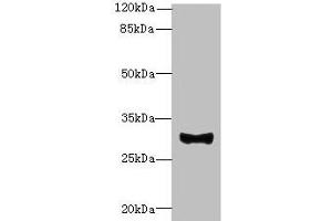 Western blot All lanes: TMEM41A antibody at 0. (TMEM41A Antikörper  (AA 18-66))