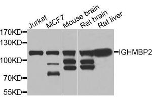 Western blot analysis of extracts of various cells, using IGHMBP2 antibody. (IGHMBP2 Antikörper)