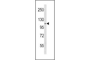 Western blot analysis of SPINK5 Antibody (N-term) (ABIN390855 and ABIN2841077) in  cell line lysates (35 μg/lane).