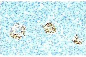 Immunohistochemical staining of human pancreas with NKX2-2 monoclonal antibody, clone SPM564 .