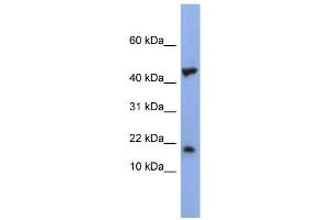 WB Suggested Anti-LSM1 Antibody Titration: 0.