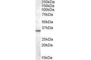 Western Blotting (WB) image for Bradykinin Receptor B1 (BDKRB1) peptide (ABIN370235) (Bradykinin Receptor B1 (BDKRB1) Peptid)