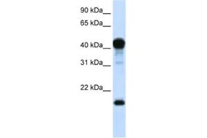 Western Blotting (WB) image for anti-TEA Domain Family Member 1 (SV40 Transcriptional Enhancer Factor) (TEAD1) antibody (ABIN2461919)