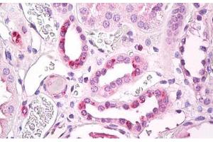 Anti-STRADB / ALS2CR2 antibody IHC staining of human kidney, tubules. (STRADB Antikörper  (AA 200-250))