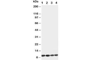 Western blot testing of Apelin antibody and Lane 1:  U87;  2: MCF-7;  3: HeLa;  4: MM453 cell lysate (Apelin Antikörper  (C-Term))