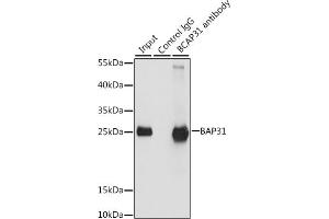 Immunoprecipitation analysis of 200 μg extracts of HeLa cells, using 3 μg B antibody (ABIN6129973, ABIN6137477, ABIN6137478 and ABIN6222845). (BCAP31 Antikörper  (AA 127-246))