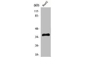 Western Blot analysis of Jurkat cells using Hel-N1 Polyclonal Antibody (ELAVL2 Antikörper  (N-Term))