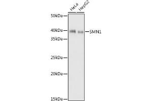 Western blot analysis of extracts of various cell lines, using SMN1 antibody (ABIN7270651) at 1:1000 dilution. (SMN1 Antikörper)